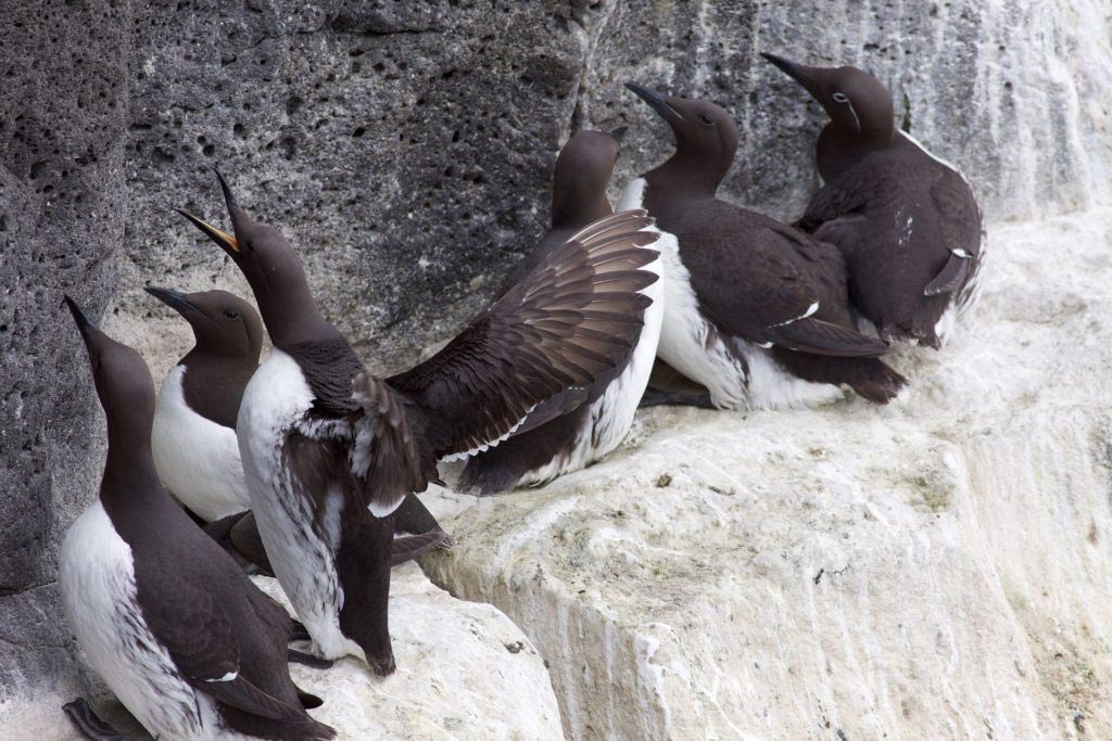 1920px-Common_Guillemots_Reykjanes_Iceland